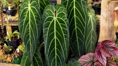 Antúrio-rainha (Anthurium warocqueanum)