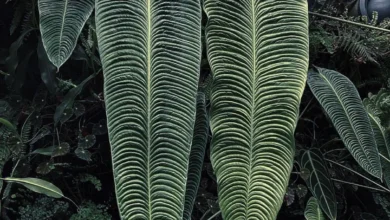 Antúrio-rei (Anthurium veitchii)