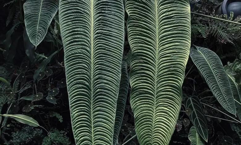 Antúrio-rei (Anthurium veitchii)