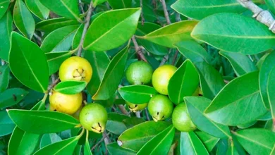 Araçá (Psidium cattleyanum)