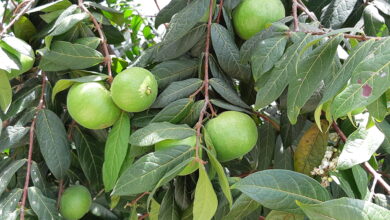 Araçá-boi (Eugenia stipitata)