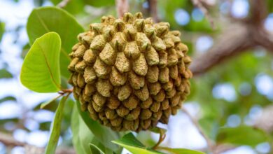 Araticum (Annona spp)