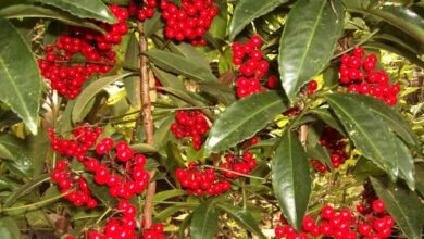 Ardísia (Ardisia crenata)