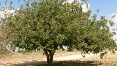 Aroeira-mansa (Schinus terebinthifolius)