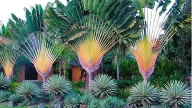 Árvore-do-viajante (Ravenala madagascariensis)