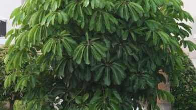 Árvore-guarda-chuva (Schefflera actinophylla)