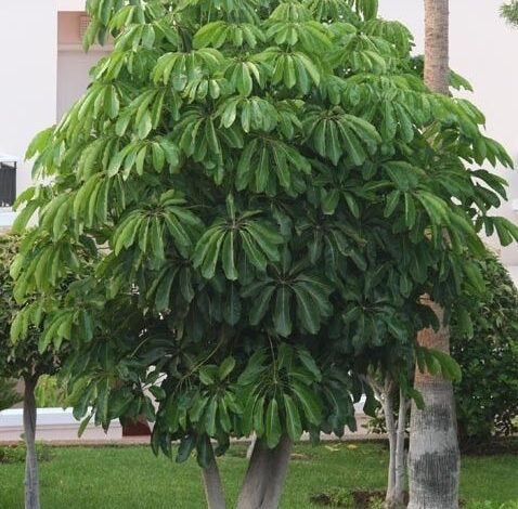 Árvore-guarda-chuva (Schefflera actinophylla)