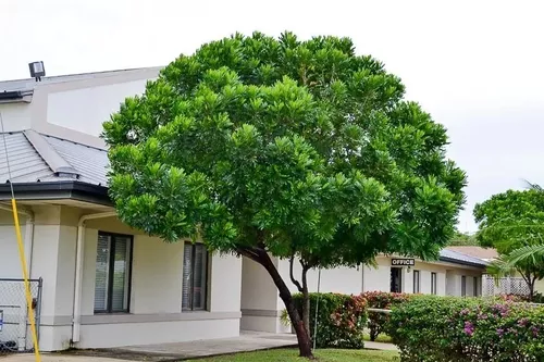 Árvore-samambaia (Filicium decipiens)