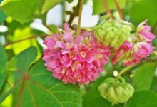 Astrapéia (Dombeya wallichii)