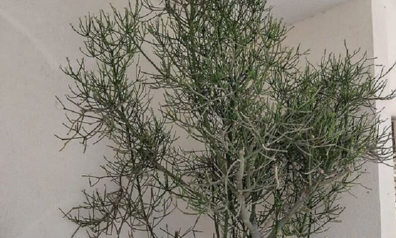 Avelós (Euphorbia tirucalli)
