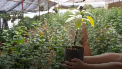 Bananeira-vermelha (Musa coccinea)