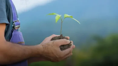 Bracatinga-rósea (Mimosa flocculosa)