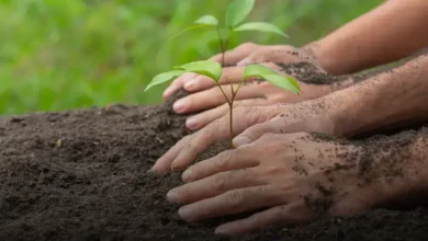 Castanha-portuguesa (Castanea sativa)