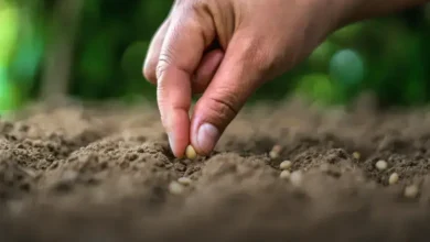 Coração-partido (Corpuscularia lehmannii)