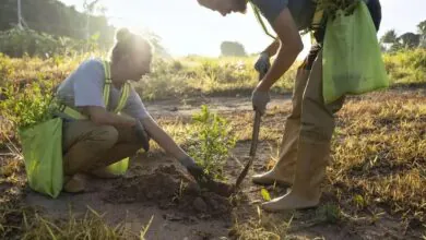 Descubra os Benefícios do Espinafre-da-Nova-Zelândia (Tetragonia tetragonoides)