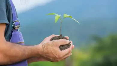 Espada-de-São-Jorge: Cuidados e Benefícios dessa Planta