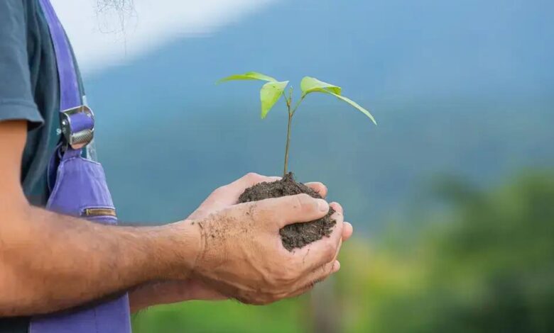 Espada-de-São-Jorge: Cuidados e Benefícios dessa Planta