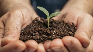 Estrelítzia-de-lança: Descubra Tudo Sobre Esta Planta Exótica