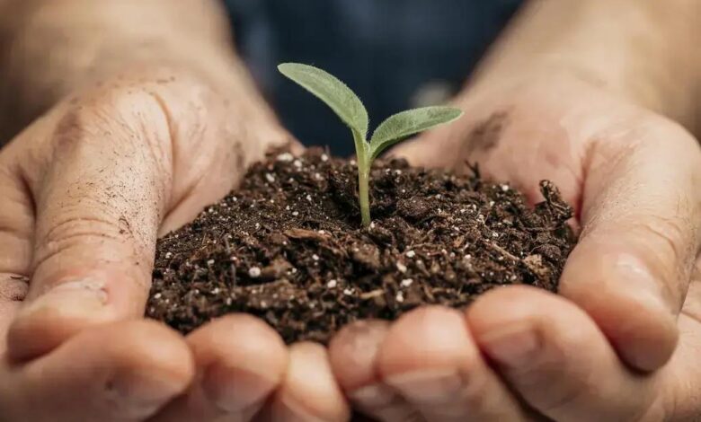 Estrelítzia-de-lança: Descubra Tudo Sobre Esta Planta Exótica