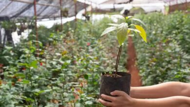 Estrofantina (Strophanthus gratus): Benefícios e Usos Surpreendentes