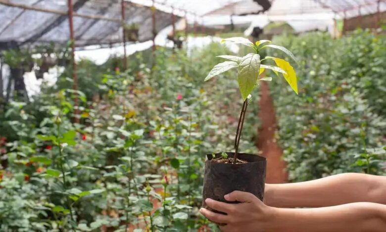 Descubra a Flor-de-São-Miguel: Beleza e Curiosidades da Petrea volubilis