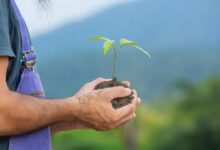 Gabiroba (Campomanesia pubescens): Benefícios e Curiosidades