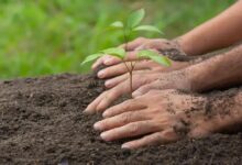 Gengibre-concha (Alpinia zerumbet): Benefícios e Cuidados