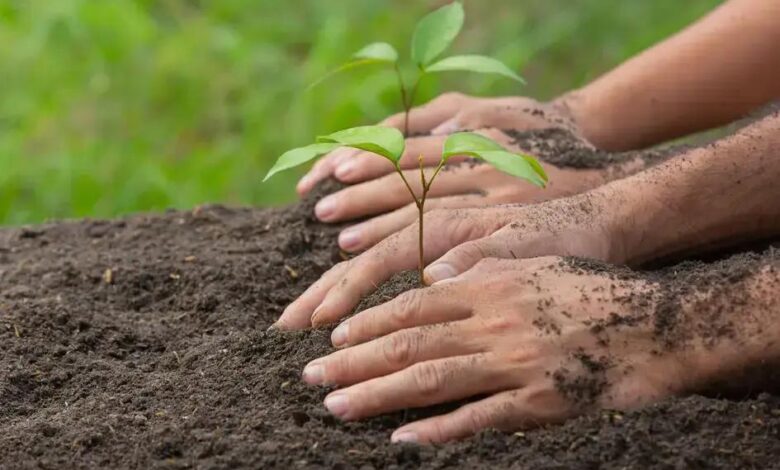 Gengibre-concha (Alpinia zerumbet): Benefícios e Cuidados