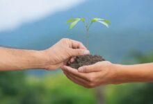 Gengibre-de-kahili: Descubra os Benefícios e Cuidados
