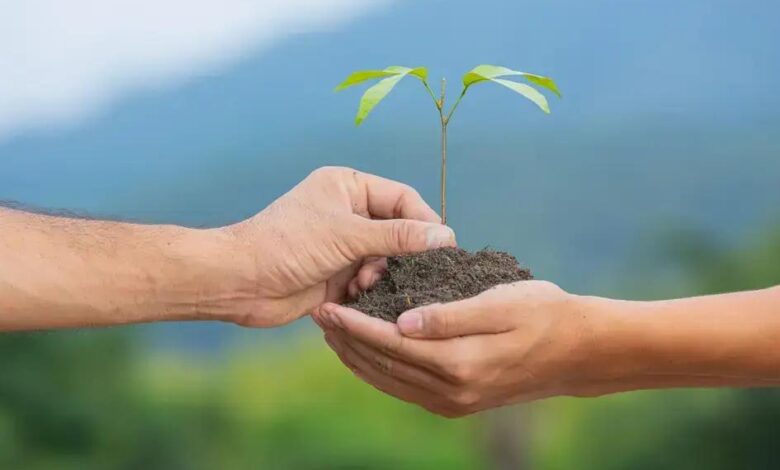 Gengibre-magnífico: Descubra os Benefícios e Usos do Zingiber Spectabile