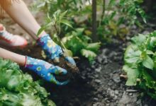 Gerânio (Pelargonium hortorum): Cuidados e Benefícios