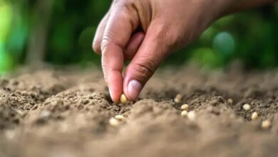 Goiaba (Psidium guajava): Benefícios e Curiosidades