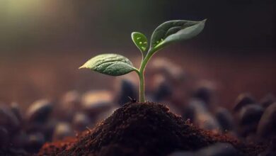 Descubra a Beleza da Helicônia (Heliconia rostrata) em Seu Jardim