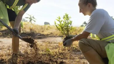 Guzmânia: Tudo que Você Precisa Saber Sobre Esta Planta Exótica