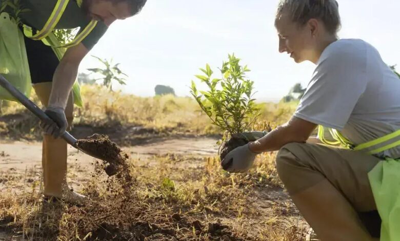Guzmânia: Tudo que Você Precisa Saber Sobre Esta Planta Exótica