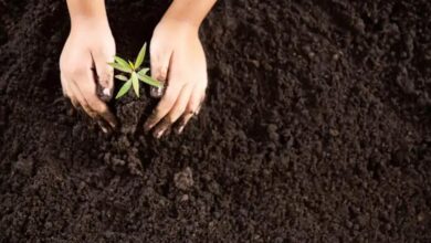 Hemerocale: Descubra Tudo Sobre a Hemerocallis x hybrida