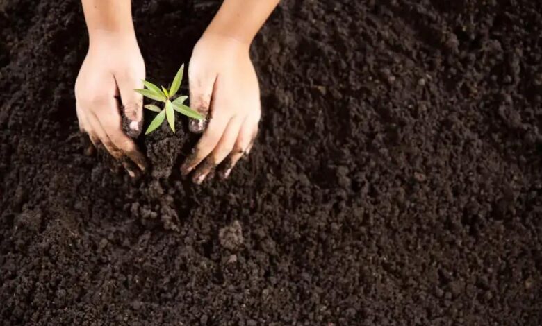 Hemerocale: Descubra Tudo Sobre a Hemerocallis x hybrida