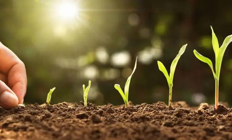 Hera-da-algéria: Descubra os Benefícios e Cuidados dessa Planta