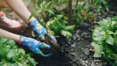 Hera-de-canteiro (Glechoma hederacea): Benefícios e Cuidados
