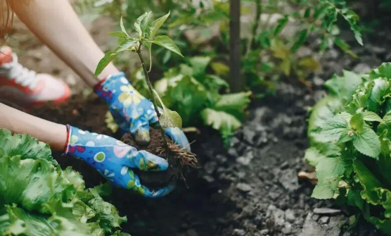 Hera-de-canteiro (Glechoma hederacea): Benefícios e Cuidados
