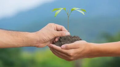 Hera (Hedera helix): Benefícios e Cuidados Essenciais