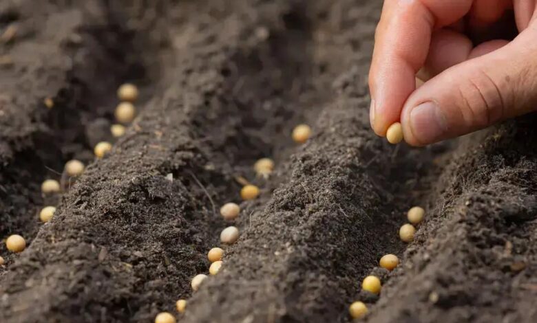 Hera-roxa (Hemigraphis alternata): Cuidados e Benefícios