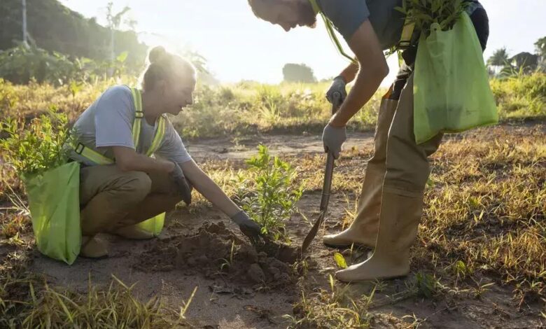 Hera-sueca (Plectranthus sp): Cuidados e Benefícios para sua Casa