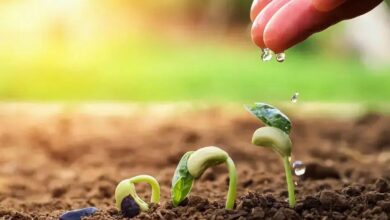 Hortênsia (Hydrangea macrophylla): Cuidados e Curiosidades