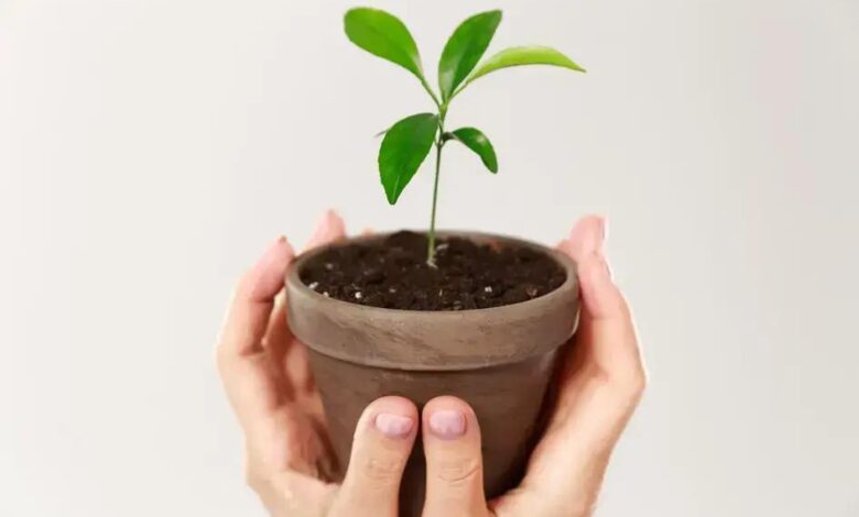 Ipê-branco: Conheça a Beleza e Benefícios da Tabebuia roseo-alba