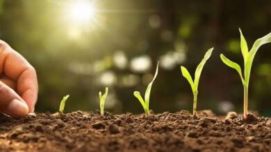 Descubra a Beleza da Íris-Amarelo (Iris pseudacorus) em Seu Jardim