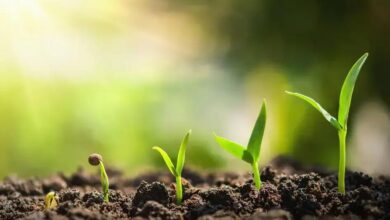 Descubra a Beleza da Íris (Iris germanica) e Seus Cuidados