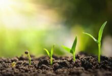 Descubra a Beleza da Íris-Japonesa (Iris japonica) em Seu Jardim