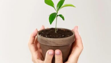 Ipê-roxo (Tabebuia impetiginosa): Beleza e Benefícios dessa Árvore