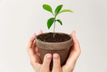 Iuca-de-bico (Yucca rostrata): Tudo que Você Precisa Saber